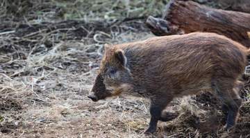 夏威夷野猪泛滥:40万头杂交巨兽占领度假胜地