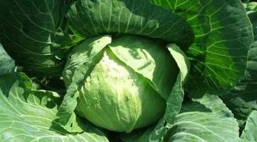 来参与这场河南地道美食体验 尝焦作烩面与开封小笼包解锁中原烟火气