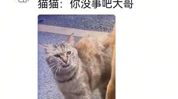 狗将鸡咬死后倒地不起,狗主人猛扇十个巴掌后狗子依旧不动…评论区劝狗主人不要再打了,狗子好像有一点si了…狗主人:这招也就骗骗你们…
