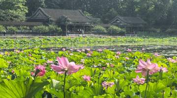 颐和园荷花进入盛花期，来赏“莲红坠雨”