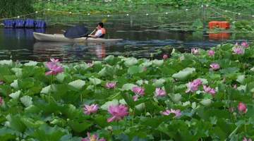 龙潭西湖荷花绽放,夏日赏荷季正式开启
