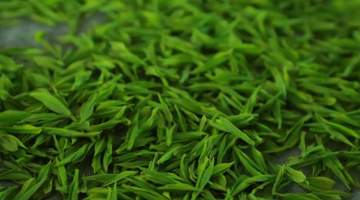 茶叶放几年还能喝?不同种类解析保质期