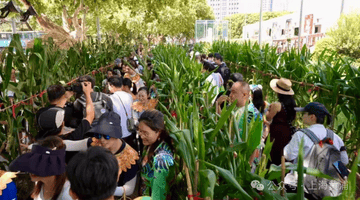 上海博物馆外的玉米地成热门打卡地 游客掰玉米还能邂逅街头艺术与古老文化