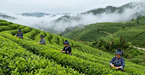 生甡川“万里茶道”文化IP突围,成功摘得青砖茶领域中国驰名商标