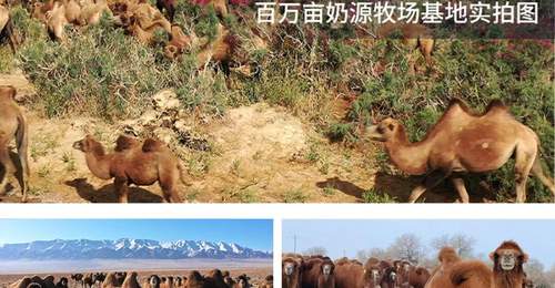 丝路驼铃飘乳香——源西域亮相第九届中国-亚欧博览会,特色乳品引发现场热潮