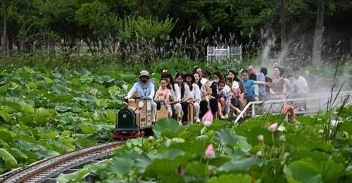 小火车穿行荷塘间 安徽城市公园解锁夏日浪漫