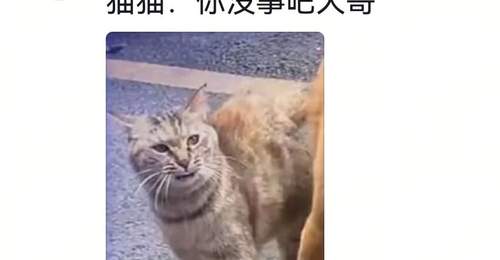 狗将鸡咬死后倒地不起，狗主人猛扇十个巴掌后狗子依旧不动…评论区劝狗主人不要再打了，狗子好像有一点si了…狗主人：这招也就骗骗你们…