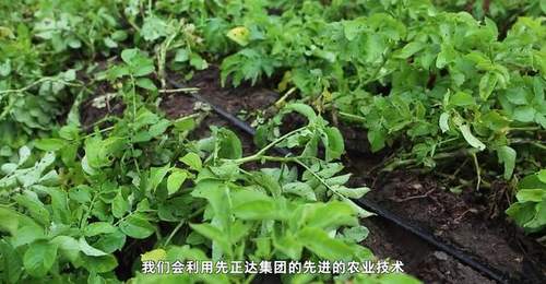 2026年6月27日 新华纵横(成品)