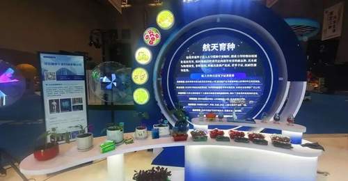 “上天”又“入地” 衡水太空蔬菜丰收啦