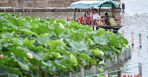 杭州西湖夏荷始盛开