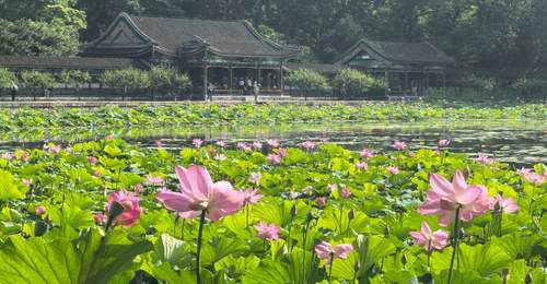 颐和园荷花进入盛花期,来赏“莲红坠雨”