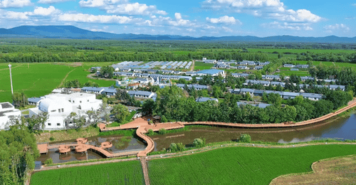 特色蓝靛果采摘游 激活乡村夏日文旅活力
