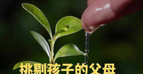 挑剔的父母,最缺的不是爱,而是爱人的能力