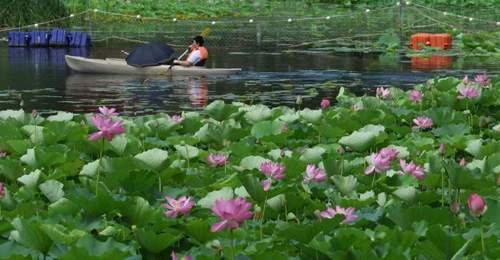 龙潭西湖荷花绽放,夏日赏荷季正式开启