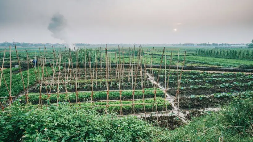 夏天随处可见的时令野菜!清爽适口,夏季轻养别错过