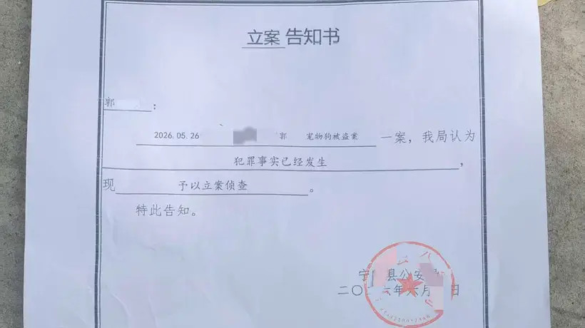 网红边牧“锄头”被盗宰杀案移送检察院 犬主人拟提起民事诉讼