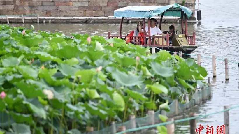 杭州西湖夏荷始盛开