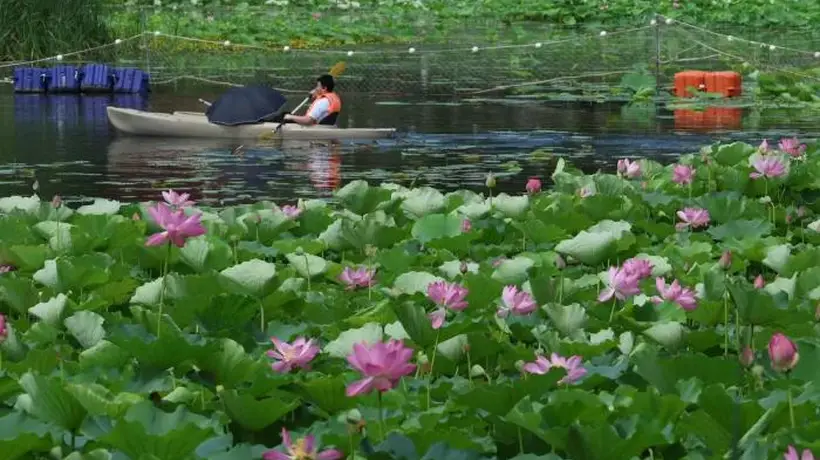 龙潭西湖荷花绽放，夏日赏荷季正式开启