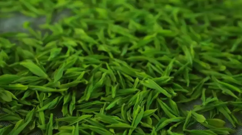 茶叶放几年还能喝?不同种类解析保质期