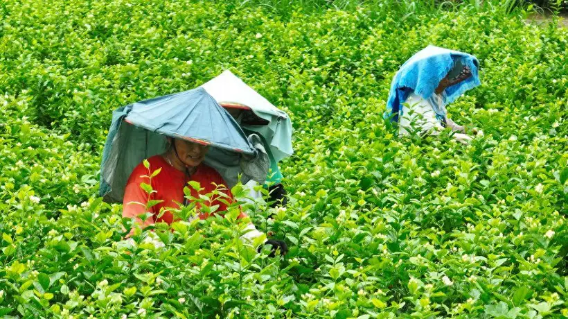 福州非遗茉莉花茶系列活动开锣 游客沉浸式体验茶香文旅