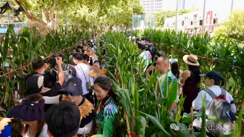 上海博物馆外的玉米地成热门打卡地 游客掰玉米还能邂逅街头艺术与古老文化