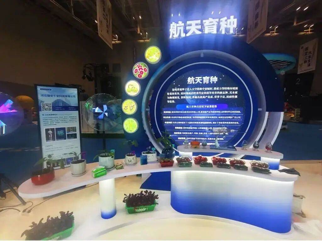 “上天”又“入地” 衡水太空蔬菜丰收啦