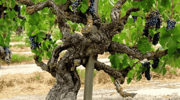 老藤,究竟多老的葡萄藤才能被称为“Old Vine”?