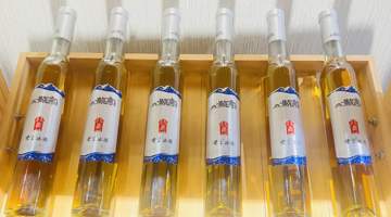 喝到的冰酒为何这般特别？来紫言酒庄看看山葡萄酿造的全过程