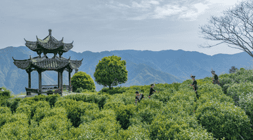 盒马联手阿里巴巴乡村特派员 助力浙南深山好茶走向全国