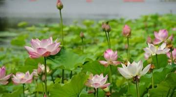 家门口就有绝佳赏景地,合肥七月花讯出炉!| 皖美夏日