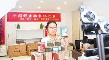 酸枣芽炒茶成爆款 两月热销八千斤