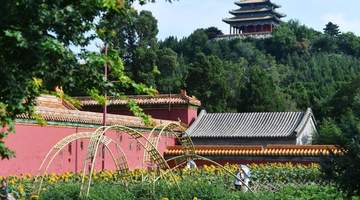 来景山公园赴中轴花田之约 2万株向日葵盛夏盛花等你来打卡