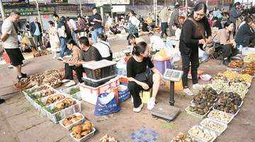 东华新迎农贸市场食菌季热闹开启 逛展听玩沉浸式解锁云南蘑力烟火