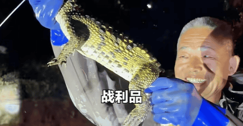 天津一小区人工湖出现鳄鱼,当地通报:已捕获1条暹罗鳄