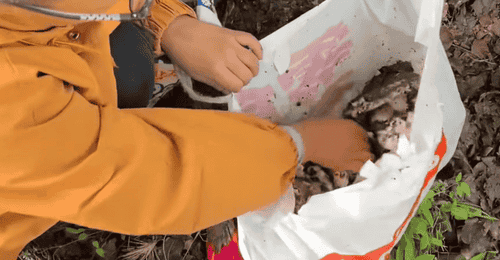 孩子哥识破游客毒蘑菇陷阱救几条命