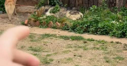 云南丽江疑似近百只犬被遗弃在“狗咖”,官方:正在调查此事