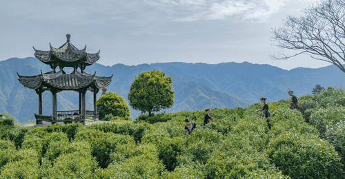 盒马联手阿里巴巴乡村特派员 助力浙南深山好茶走向全国