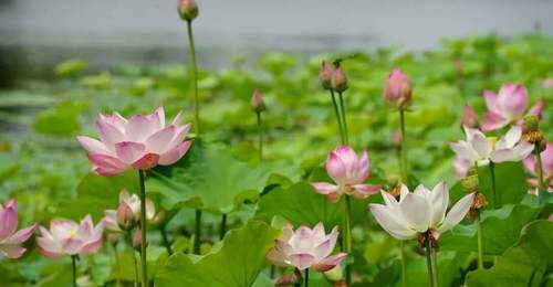 家门口就有绝佳赏景地,合肥七月花讯出炉!| 皖美夏日
