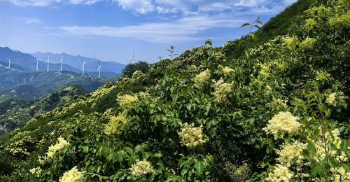 北京首次推出夏花户外徒步线路
