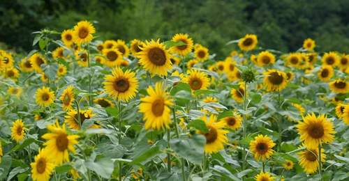 在亢谷向日葵花海里,解锁巴山夏日专属参与式治愈体验
