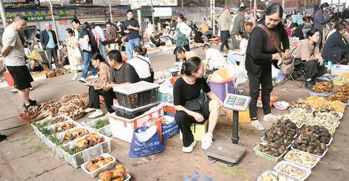 东华新迎农贸市场食菌季热闹开启 逛展听玩沉浸式解锁云南蘑力烟火