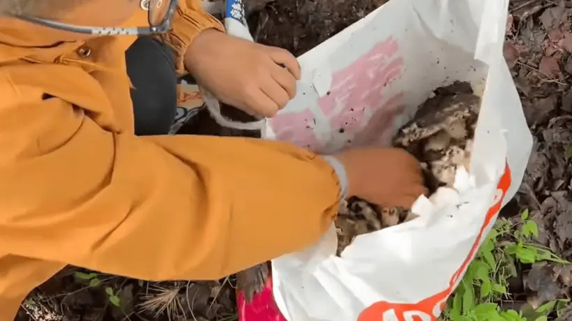 孩子哥识破游客毒蘑菇陷阱救几条命