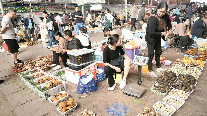 东华新迎农贸市场食菌季热闹开启 逛展听玩沉浸式解锁云南蘑力烟火