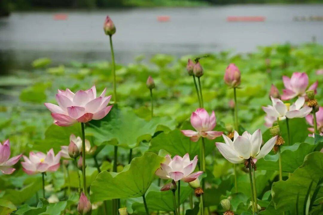 家门口就有绝佳赏景地，合肥七月花讯出炉！| 皖美夏日