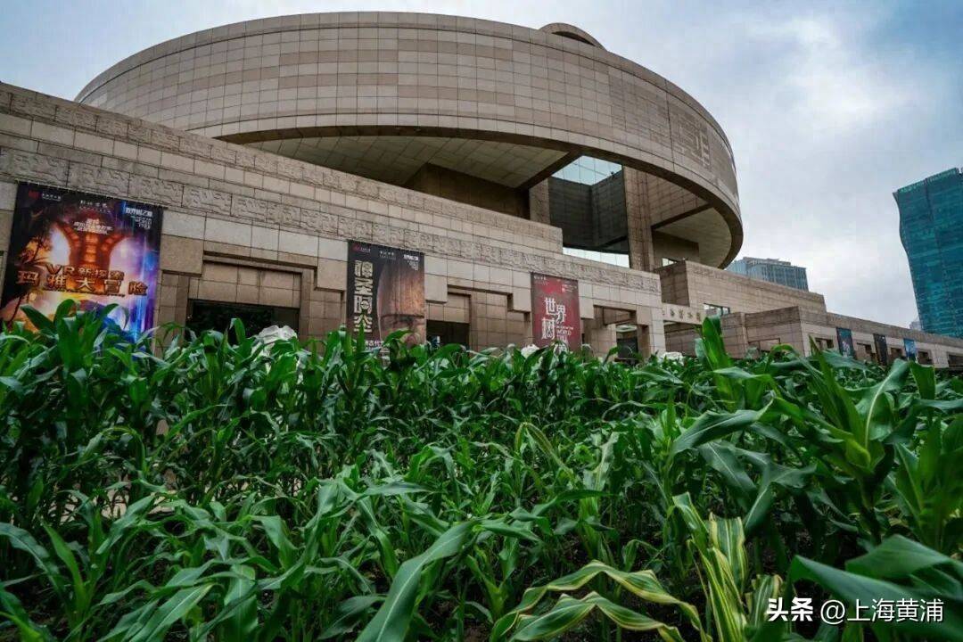 当千年文明遇见申城夏日，金融赋能，让文旅更有温度