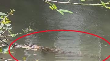 上海一小区内出现鳄鱼，当地：系2岁暹罗鳄，初步判断是人为遗弃，暂收容至动物园