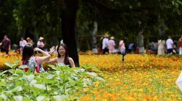 视点|盛夏鎏金花海上线!奥森硫华菊烂漫盛放