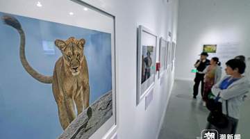 定格自然之美!国际野生生物摄影展亮相杭州