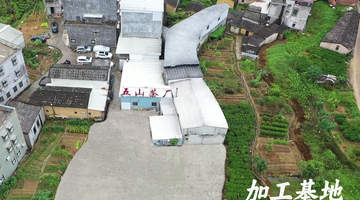 五山茶叶规模怎么样
