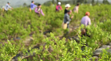 湖北来凤深山藤茶开摘 体验先苦后甜的山野茶香